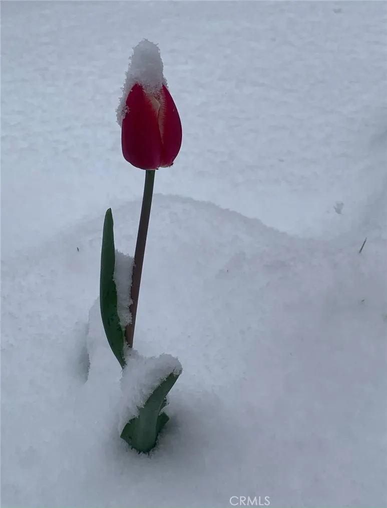 Springtime snow hugging a beautiful tulip. ??