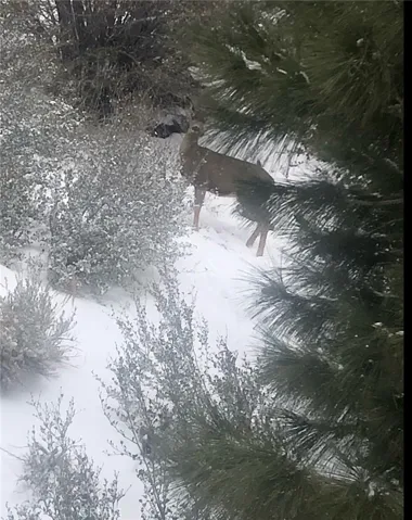 Deer stopping by for a quick hello.