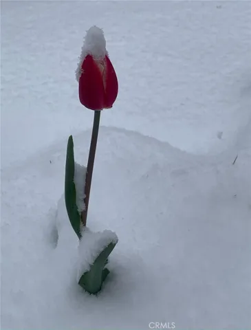 Springtime snow hugging a beautiful tulip. ??