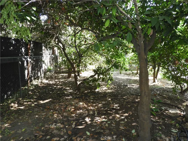 Backyard Trees

