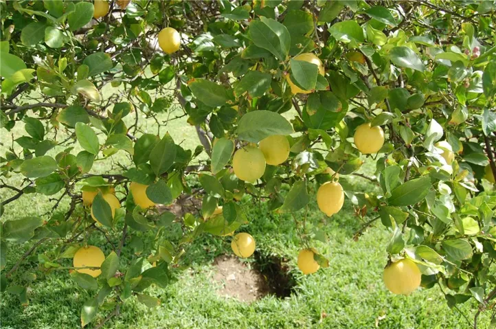 Enjoy nature with fruit trees, and plenty of room to grow vegetables and creatures.