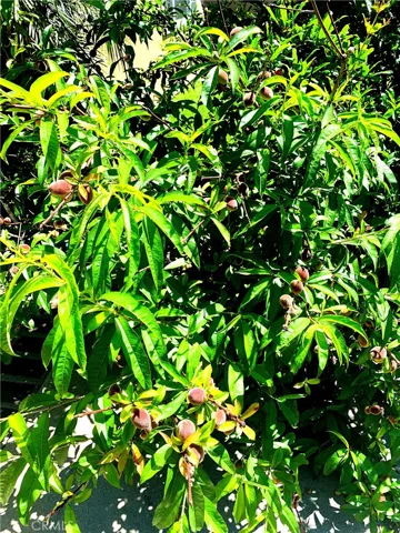 Peach Tree