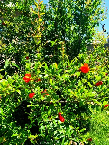Pomegranate Tree