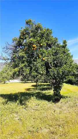 Mature Orange tree with oranges