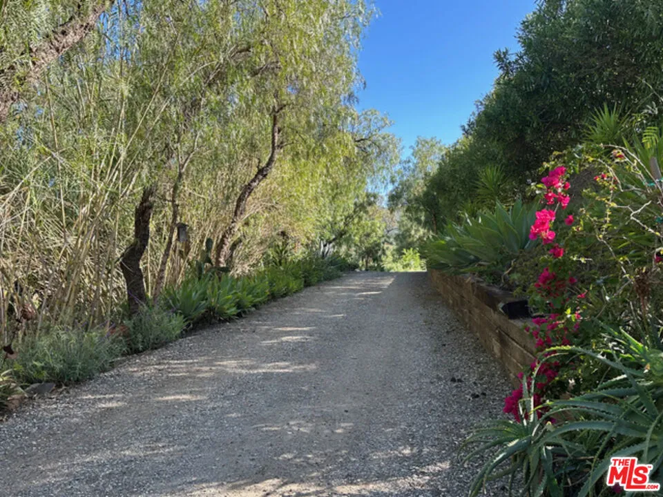 Olive Trees Line the Driveway