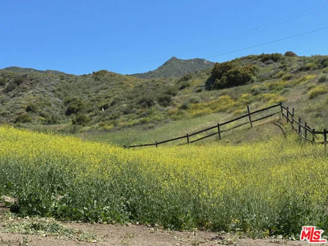 Mustard Flowers Super Bloom