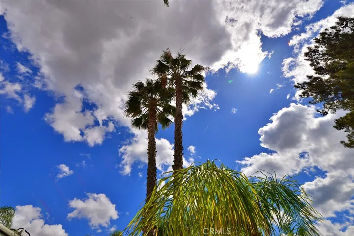 Towering Palm Trees