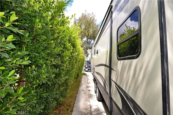 Tall Privacy Hedge