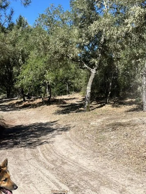 225 Santa Cruz Street, Boulder Creek, California 95006 — photo 5