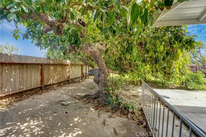 Avocado tree that produces Huge Fruit.
