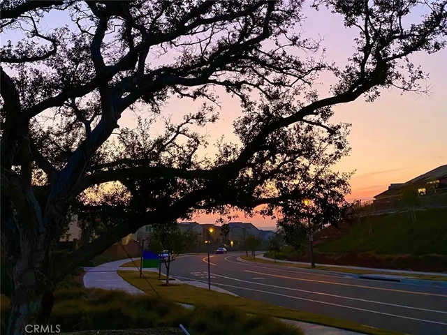 Twilight streetscape with mature trees and a calm evening atmosphere.