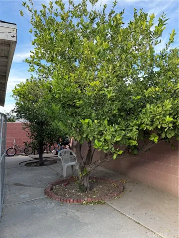 Large fruit trees