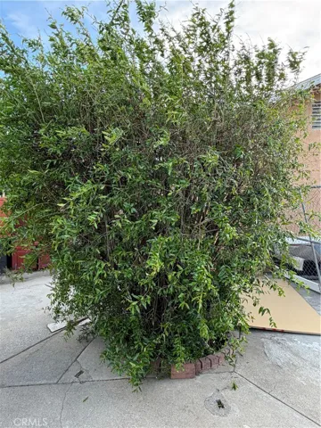 Large fruit trees