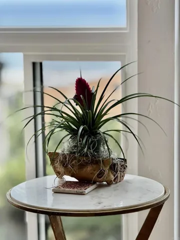 Plant with an ocean view