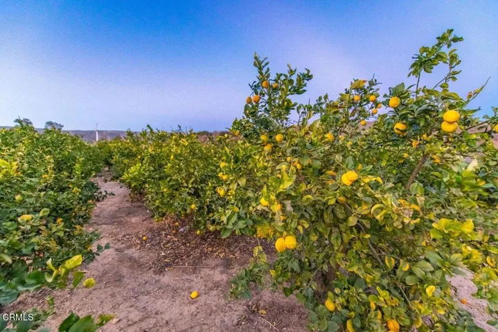 Lemon Tree