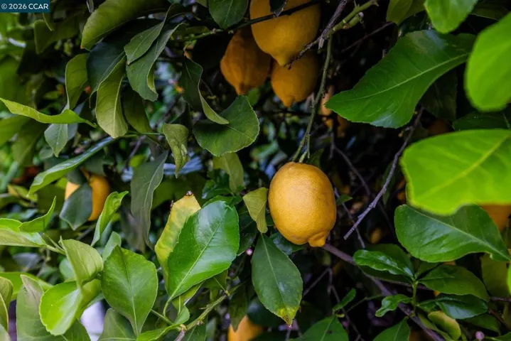 Delicious mature citrus trees