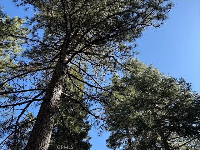 pine view