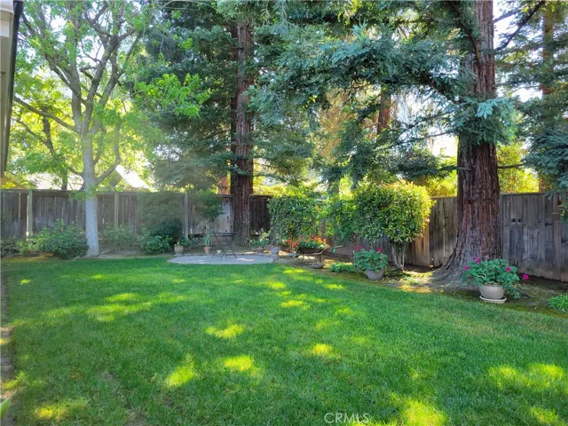 Beautiful Mature Redwoods!