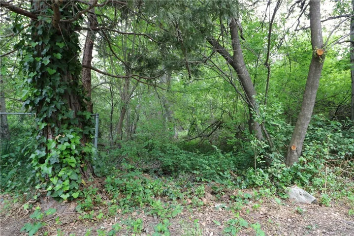 Yard encompassed by trees