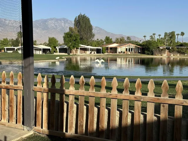 Visiting Swans