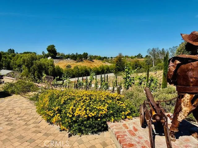 View of the vineyards as you come up the driveway