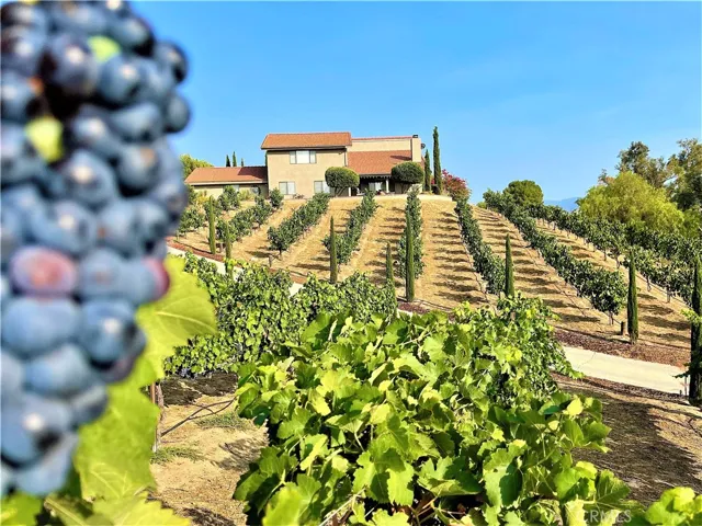 Live in the vineyards and bottle your own wine!