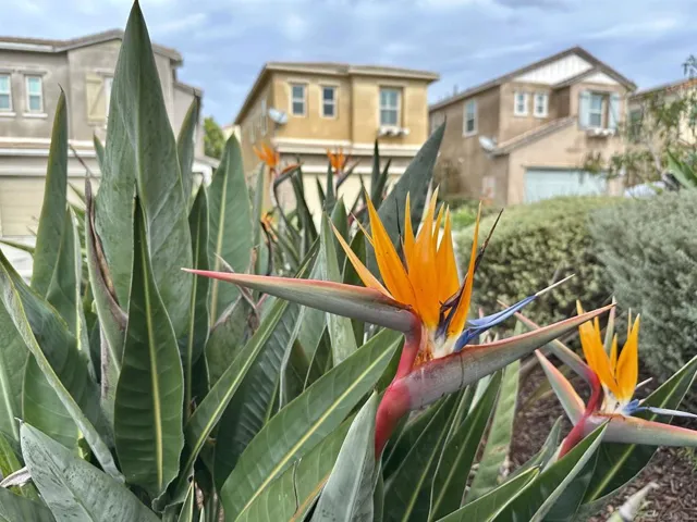 Paradise landscaping around every corner and - enjoy the hummingbirds as they like it too!