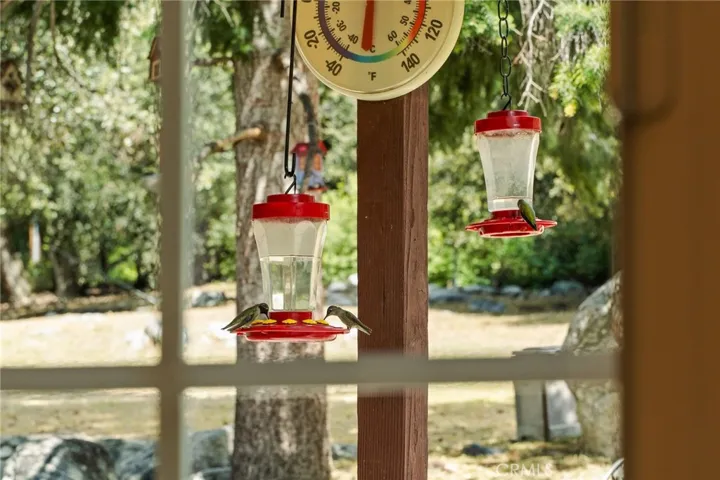Active Hummingbird migration