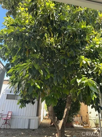 Mature producing avocado tree.