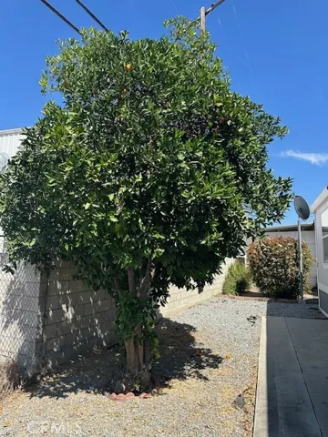 Mature producing orange tree on side yard.