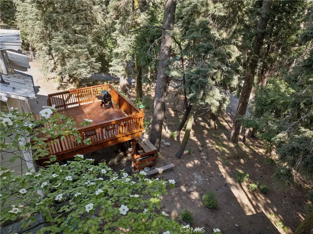 Beautiful Blooming Dogwood