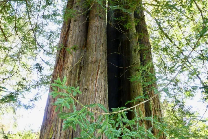 Redwood Tree