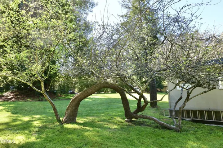 Apple Tree