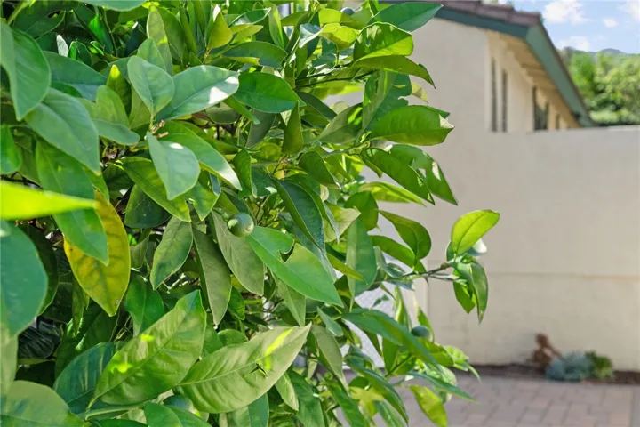 Close-up of the courtyard greenery adds a charming touch and highlights the home’s established outdoor landscaping.