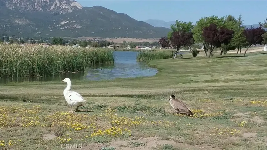 HOA amenities Lake wild life