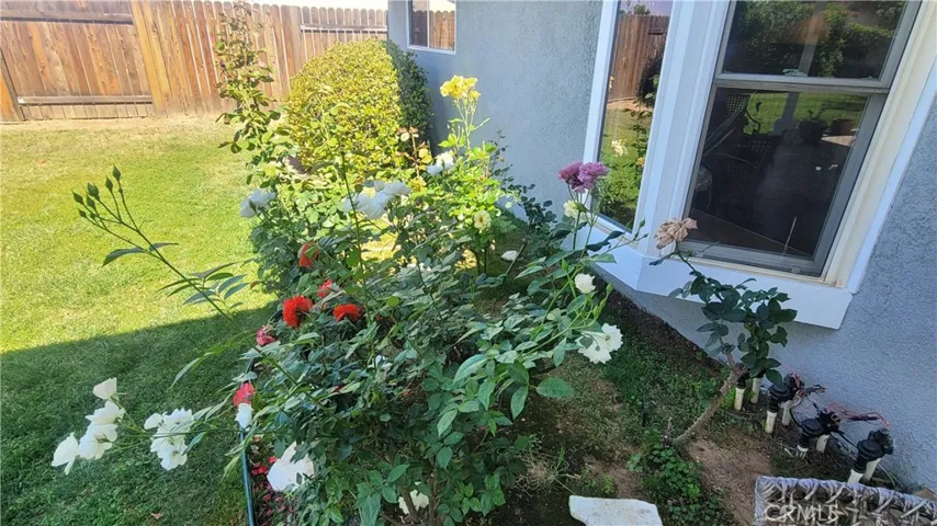 Perfect Roses!
