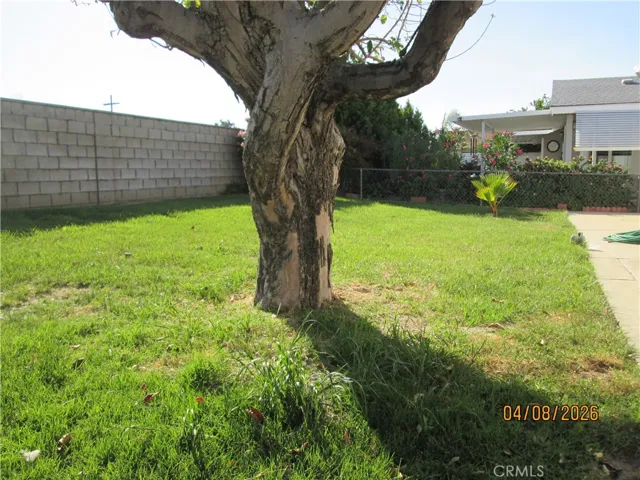 APPLE TREE IN THE BACKYARD