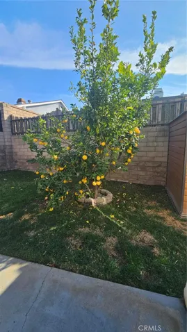 Backyard Fruit Tree