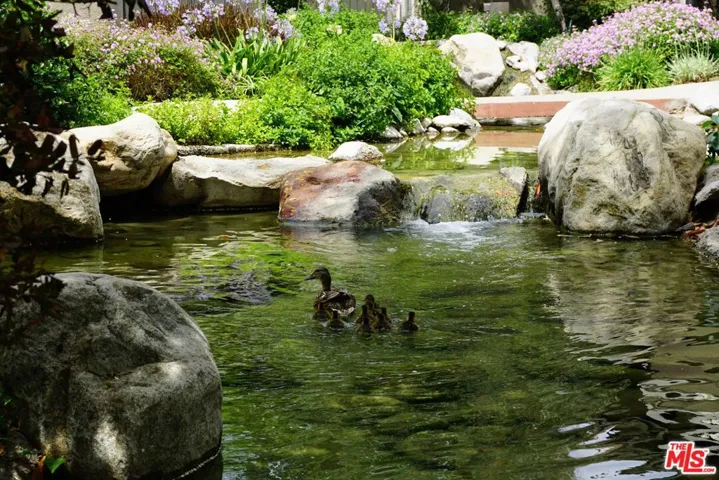 Ducklings in Stream