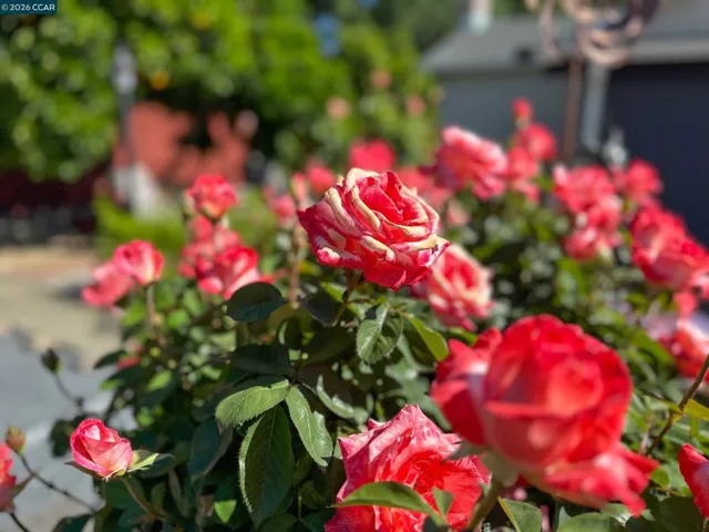 BEAUTIFUL ROSES