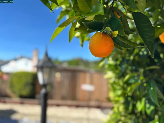 PRODUCES LARGE ORANGES