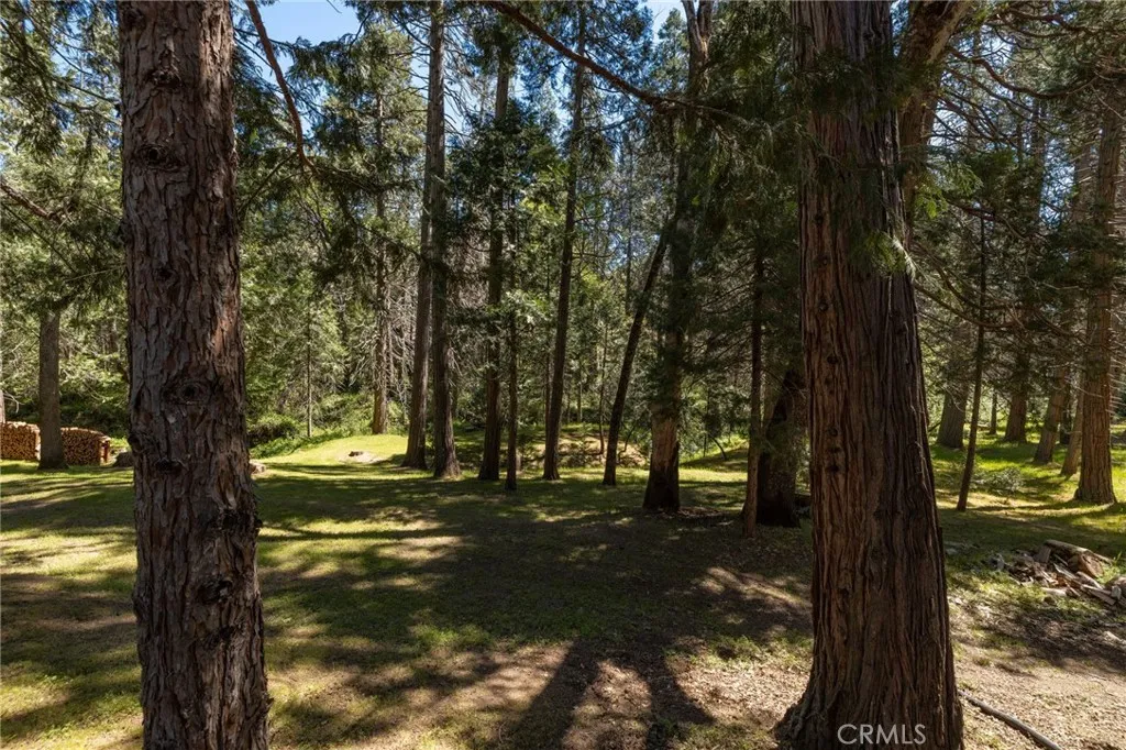 meander amongst the trees
