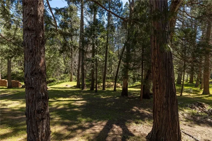 meander amongst the trees