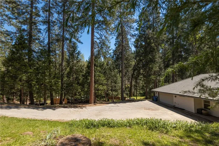 pines and cedars