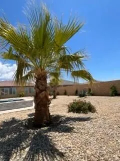 Backyard - Palm by Spa