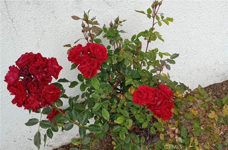 37 Hastings Avenue, Ventura, California 93003