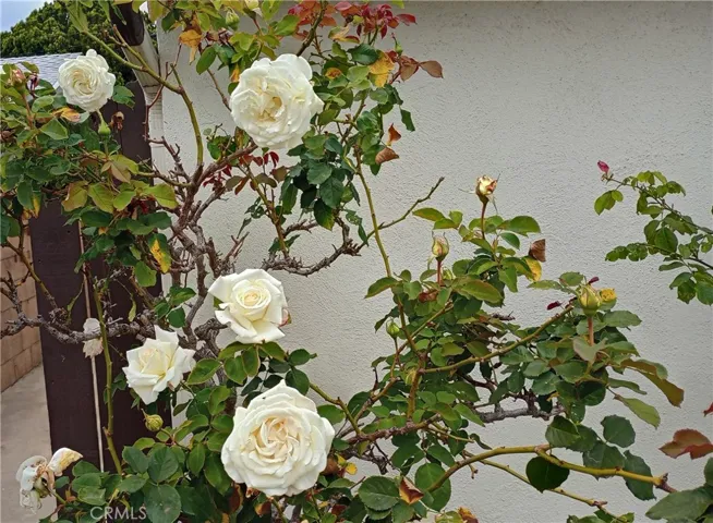 37 Hastings Avenue, Ventura, California 93003