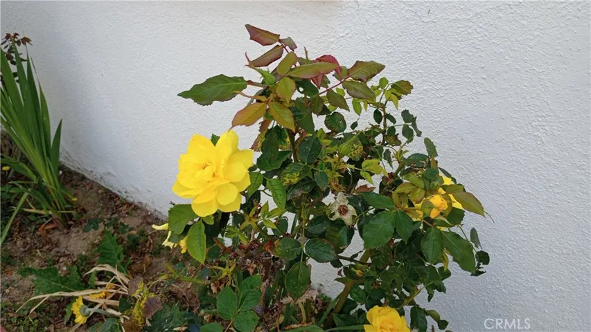 37 Hastings Avenue, Ventura, California 93003