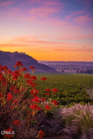 Camarillo, poinsetta flowers 1