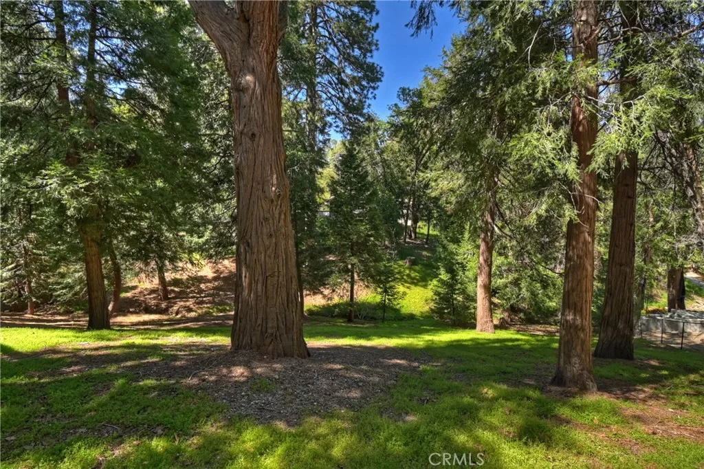 Beautiful pines, cedars and natural vegetation.